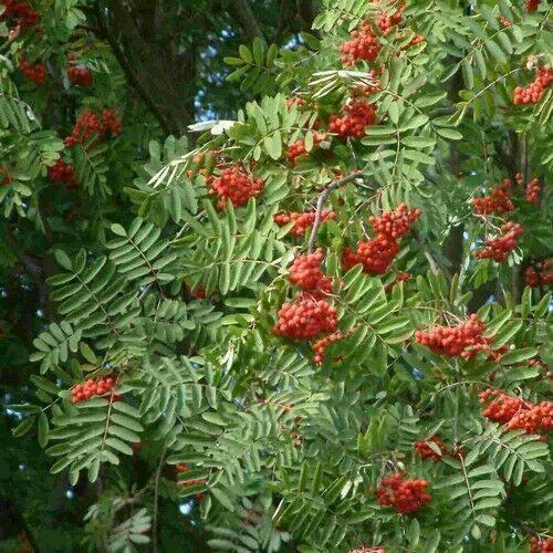 50 European Mountain Ash Tree Seeds - Seed World