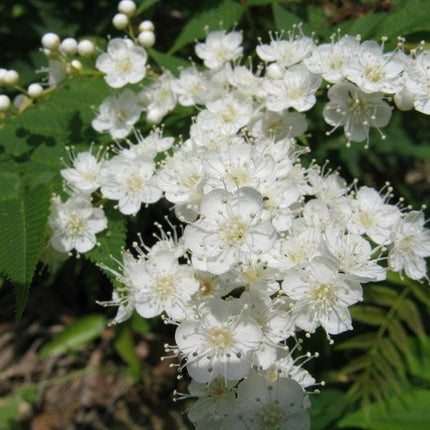 50 European Mountain Ash Tree Seeds - Seed World