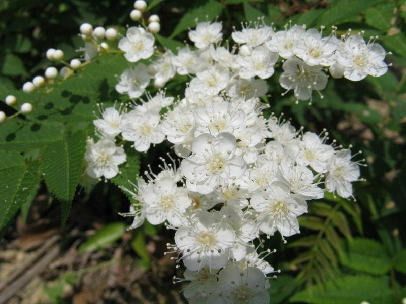 50 European Mountain Ash Tree Seeds - Seed World