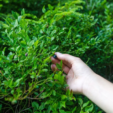 50 Evergreen Huckleberry - Vaccinium Ovatum Seeds - Seed World