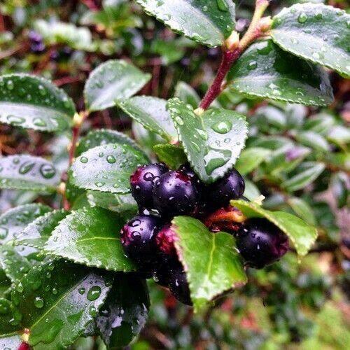 50 Evergreen Huckleberry - Vaccinium Ovatum Seeds - Seed World