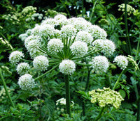 50 Female Ginseng | Angelica Sinensis Seeds - Seed World