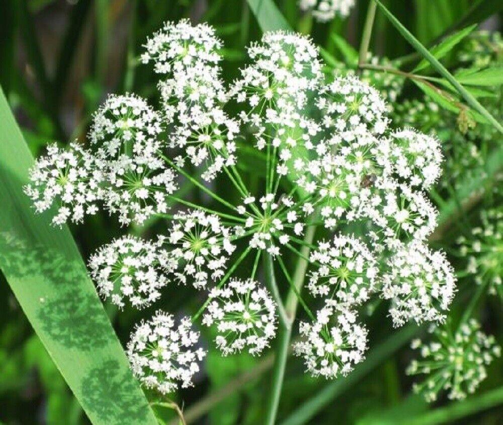 50 Female Ginseng | Angelica Sinensis Seeds - Seed World
