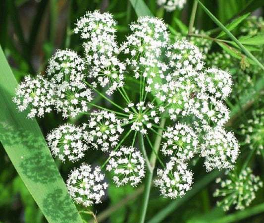 50 Female Ginseng | Angelica Sinensis Seeds - Seed World