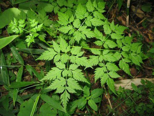 50 Female Ginseng | Angelica Sinensis Seeds - Seed World