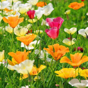 50 Flower Poppy California Seeds - Seed World