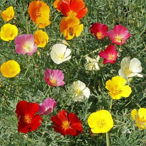 50 Flower Poppy California Seeds - Seed World