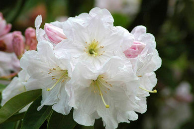 50 Fortune Rhododendron Seeds - Seed World