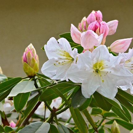 50 Fortune Rhododendron Seeds - Seed World