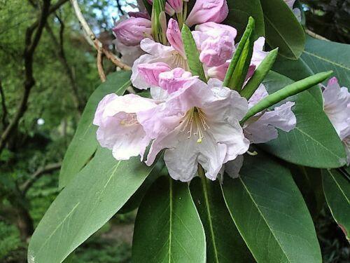50 Fortune Rhododendron Seeds - Seed World