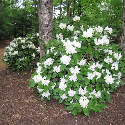 50 Fortune Rhododendron Seeds - Seed World