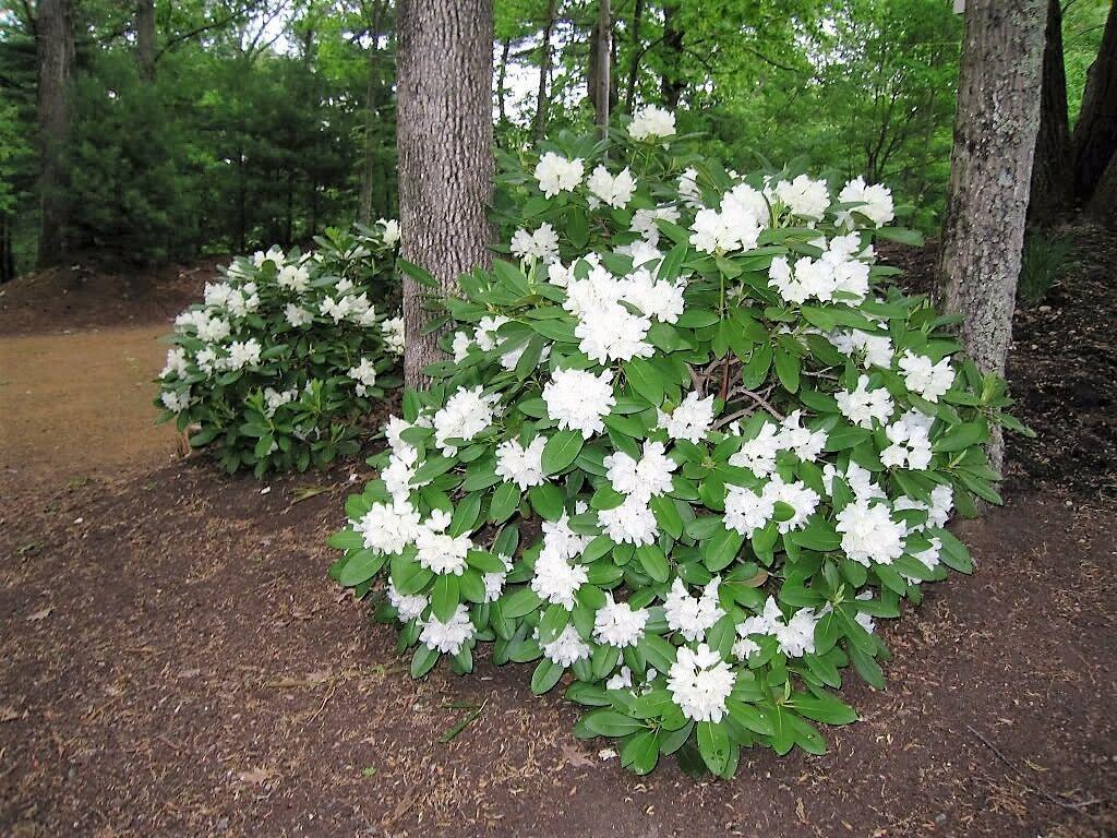 50 Fortune Rhododendron Seeds - Seed World