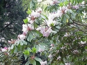 50  Fortune Rhododendron Seeds - Seed World