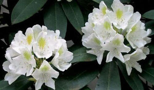 50 Fortune Rhododendron Seeds - Seed World