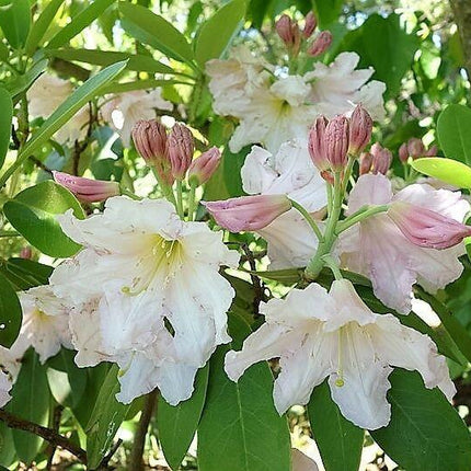 50 Fortune Rhododendron Seeds - Seed World