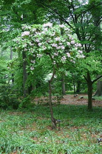 50 Fortune Rhododendron Seeds - Seed World