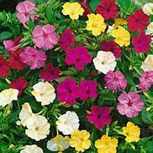 50 Four O'clock Mix Colors Seeds - Seed World