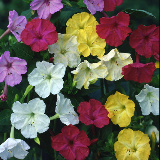 50 Four O'clock Mix Colors Seeds - Seed World