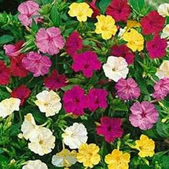 50 Four O'clock Mix Colors Seeds - Seed World
