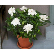 50 Gardenia jasminoides bonsai - Cape Jasmine plant seeds - Seed World