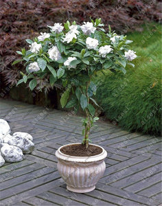 50 Gardenia jasminoides bonsai - Cape Jasmine plant seeds - Seed World