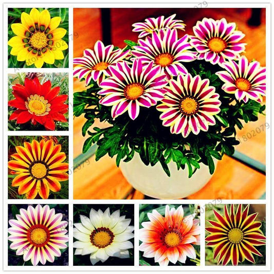 50 Gazania Rigens Seeds - Seed World