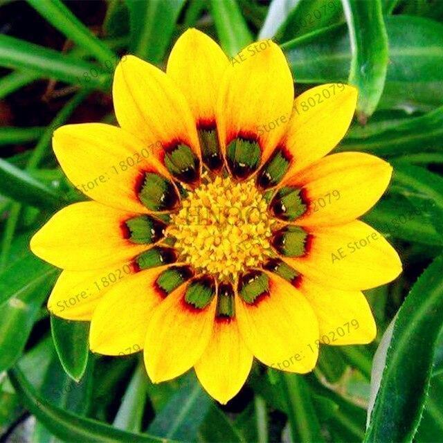 50 Gazania Rigens Seeds - Seed World