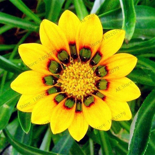 50 Gazania Rigens Seeds - Seed World