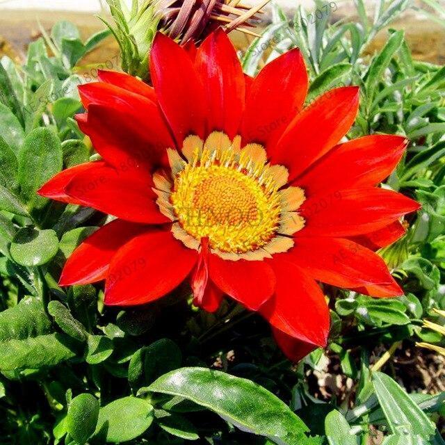 50 Gazania Rigens Seeds - Seed World