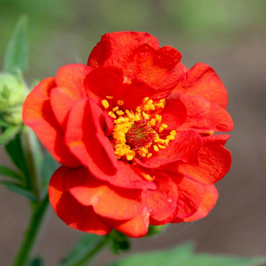 50 Geum - Mrs. Bradshaw Seeds - Seed World