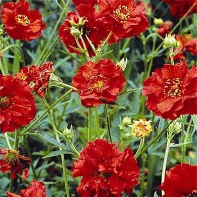 50 Geum - Mrs. Bradshaw Seeds - Seed World