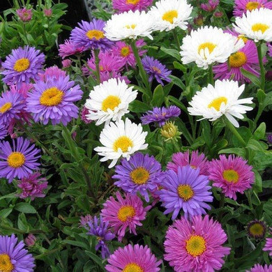 50 Giant California Aster Seeds - Mix - Seed World