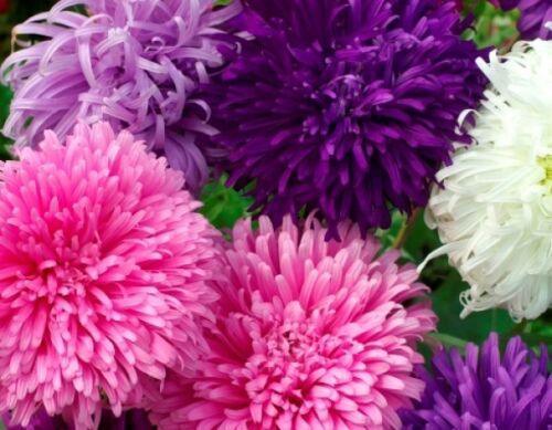 50 Giant California Aster Seeds - Mix - Seed World