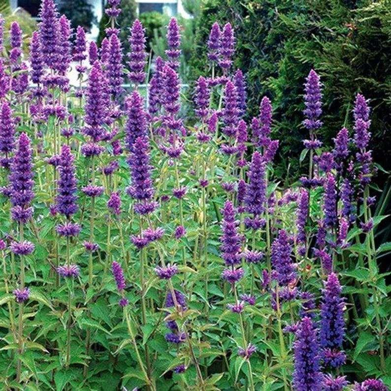50 Giant Hyssop Lavender Blue Flower Seeds - Seed World