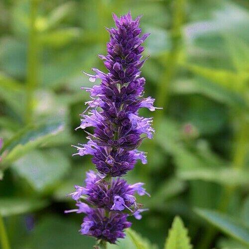 50 Giant Hyssop Lavender Blue Flower Seeds - Seed World