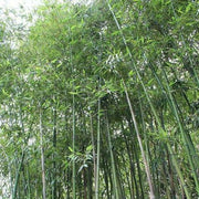 50 Giant Japanese Timber Bamboo Seeds - Seed World