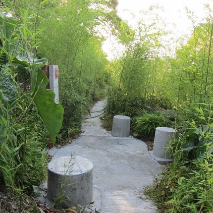 50 Giant Japanese Timber Bamboo Seeds - Seed World