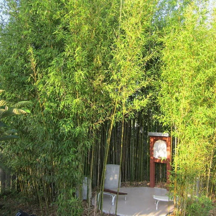 50 Giant Japanese Timber Bamboo Seeds - Seed World