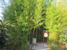 50 Giant Japanese Timber Bamboo Seeds - Seed World