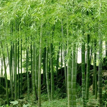 50 Giant Moso Bamboo Seeds - Seed World