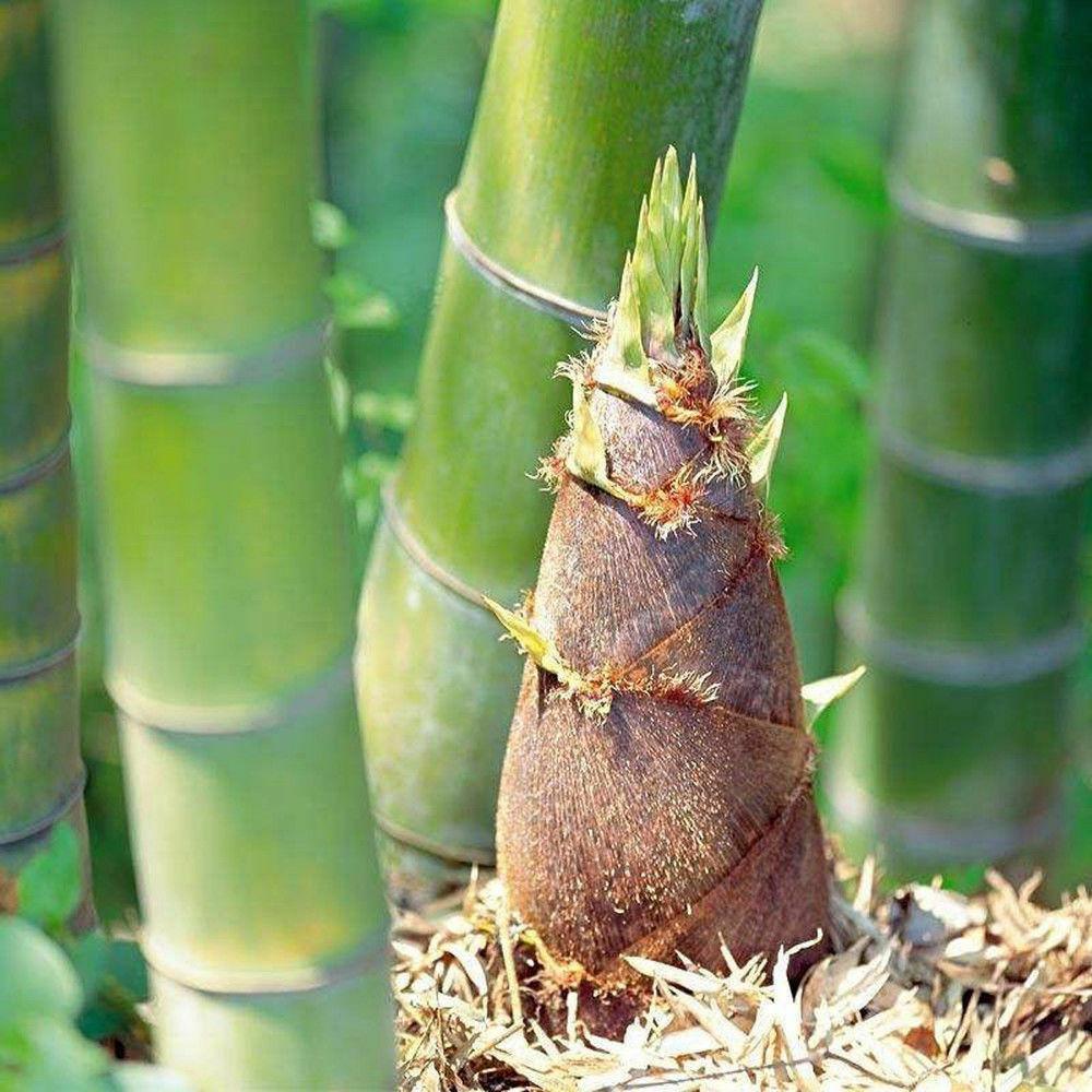 50 Giant Moso Bamboo Seeds - Phyllostachys Edulis - Seed World