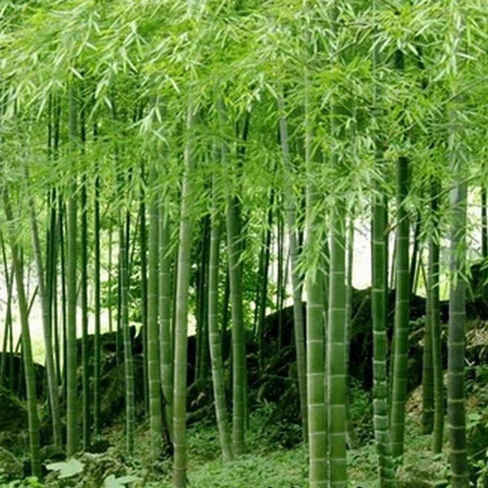 50 Giant Moso Bamboo Seeds - Phyllostachys Edulis - Seed World