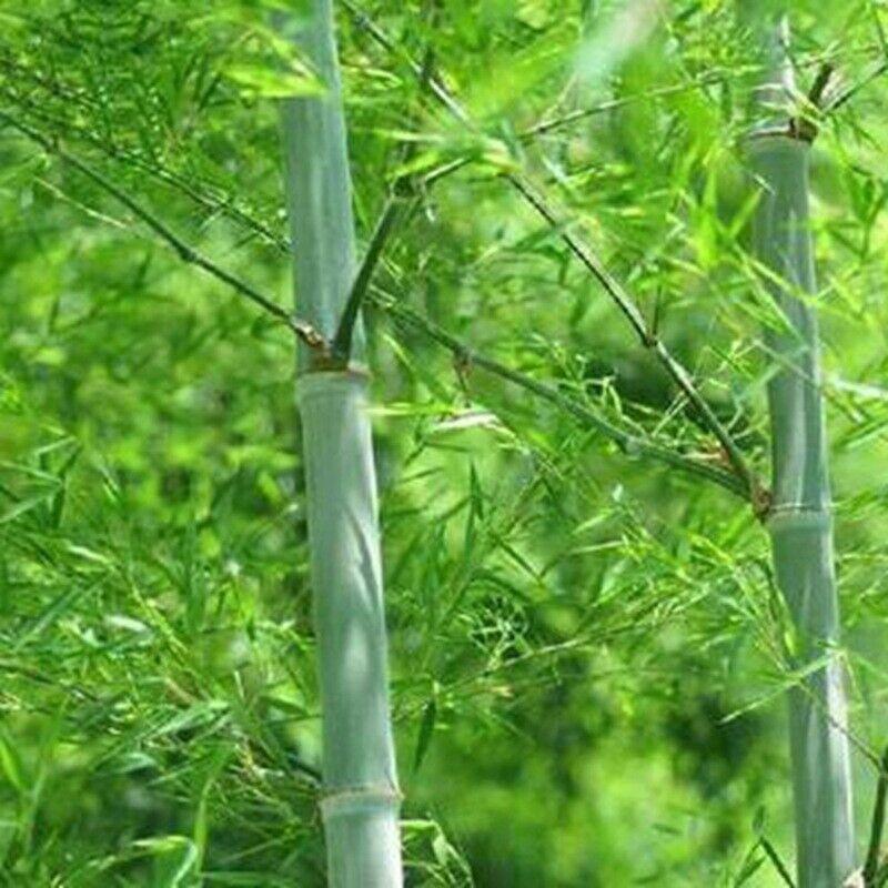 50 Giant Moso Bamboo Seeds - Phyllostachys Edulis - Seed World