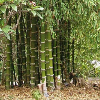 50 Giant Thorny Bamboo Seeds - Seed World