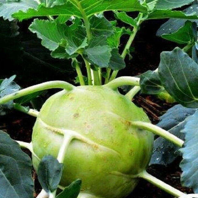 50 Giant White Kohlrabi Seeds - Seed World