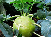 50 Giant White Kohlrabi Seeds - Seed World