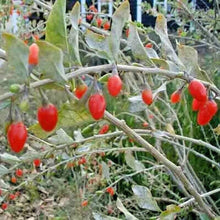 50 Goji Berry Seeds - Seed World
