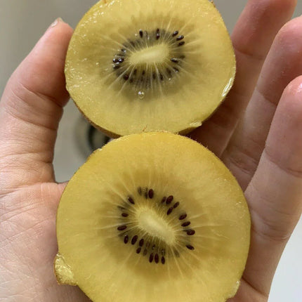 50 Golden Kiwi Fruit Seeds - Seed World