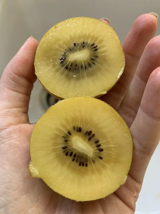 50 Golden Kiwi Fruit Seeds - Seed World