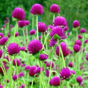 50 Gomphrena Purple Globe Flower Seeds - Seed World